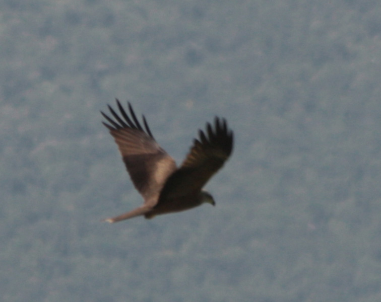 Rapace bello grosso [Nibbio bruno]