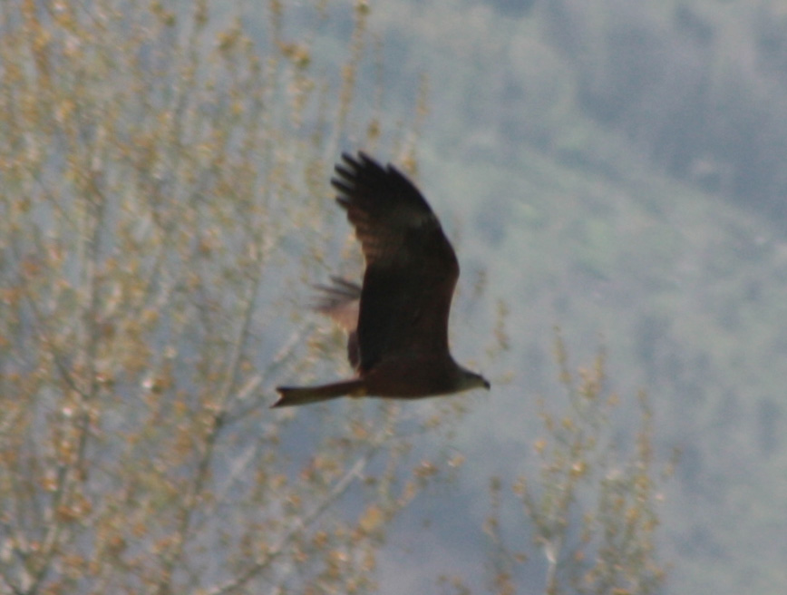 Rapace bello grosso [Nibbio bruno]