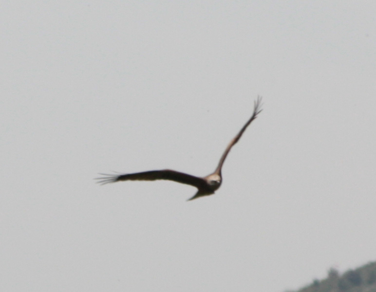 Rapace bello grosso [Nibbio bruno]