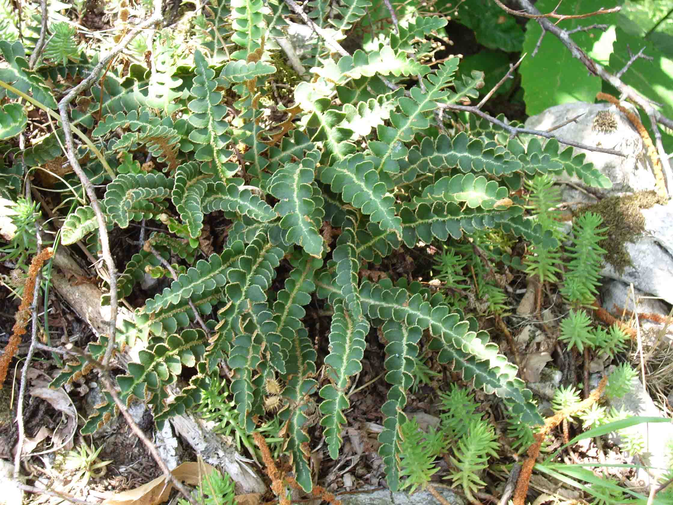 Alcune piante in escursione