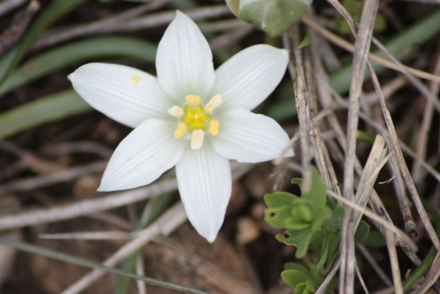 Liliacea ( credo ) da determinare - Ornithogalum sp.