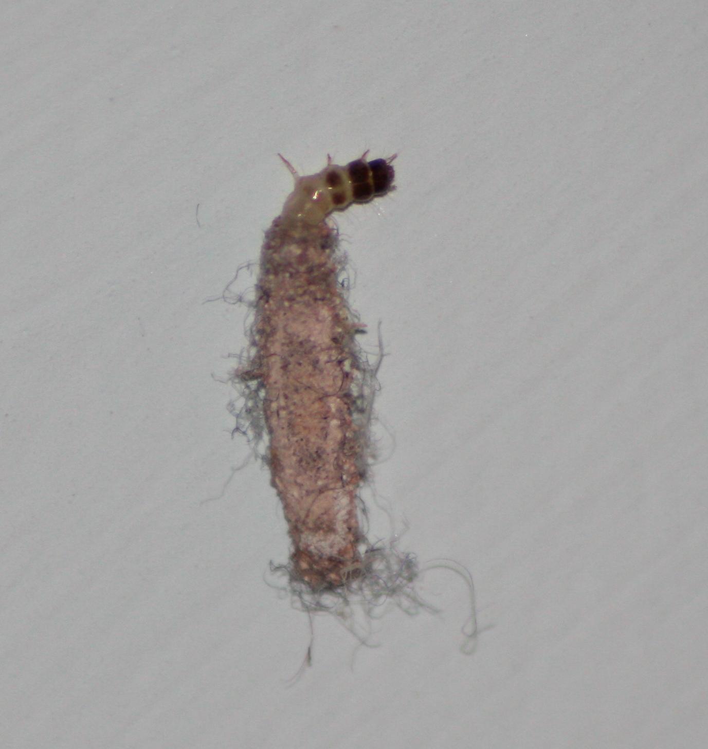larva con astuccio:   Tinea pellionella (Tineidae)