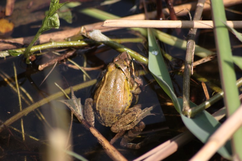 Rane dalmatine?? no, Pelophylax sp. (prov. Napoli)