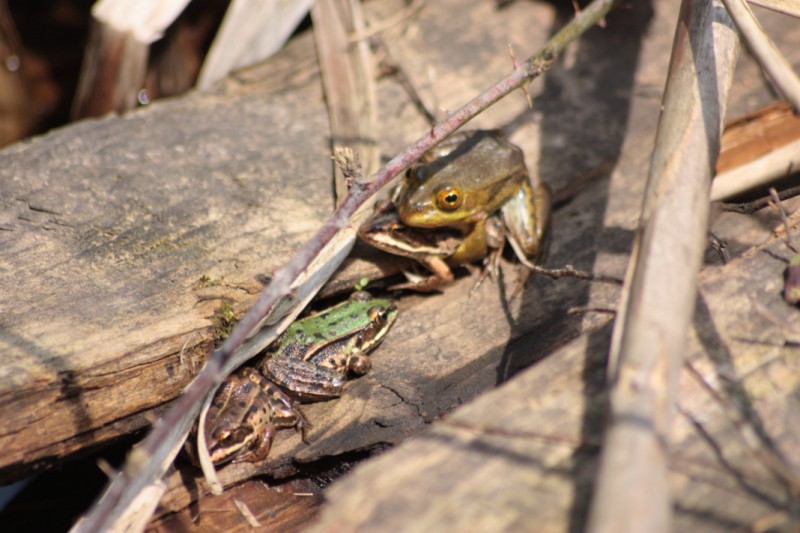 Rane dalmatine?? no, Pelophylax sp. (prov. Napoli)