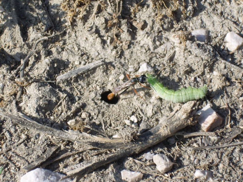 Cure parentali prenatali: Ammophila heydeni heydeni