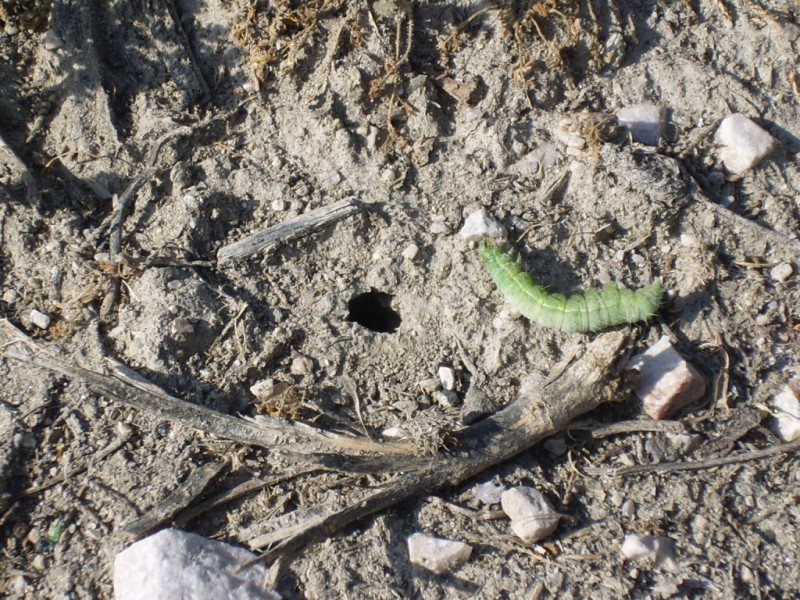 Cure parentali prenatali: Ammophila heydeni heydeni