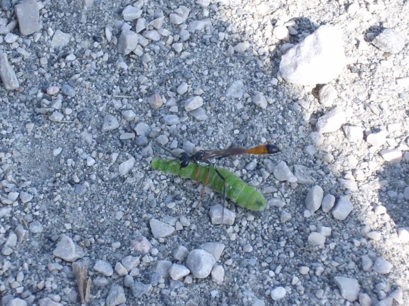 Cure parentali prenatali: Ammophila heydeni heydeni