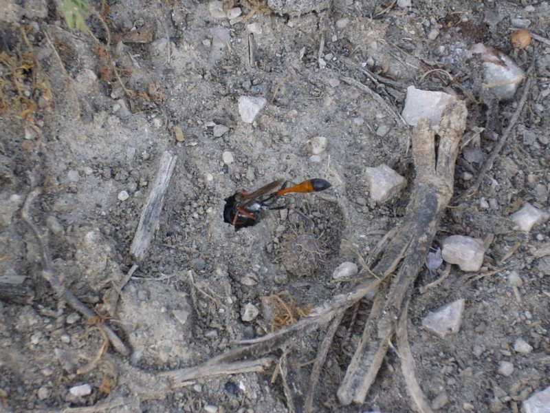 Cure parentali prenatali: Ammophila heydeni heydeni