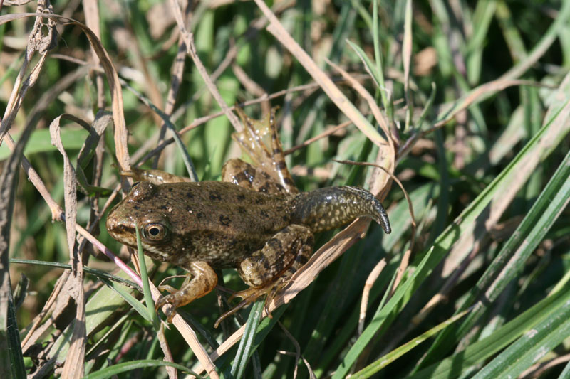 Metamorfosi - Pelophylax  sp.
