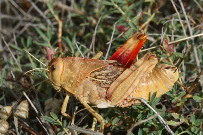 Prionotropis appula (Pamphagidae)