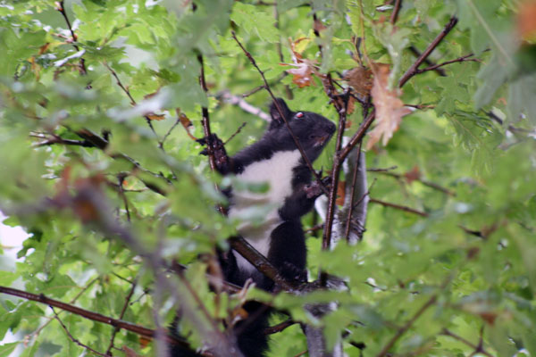 Sciurus vulgaris -  Pollino