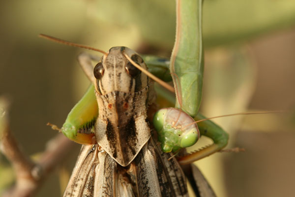 mantide divoratrice...(Mantis religiosa preda cavalletta)