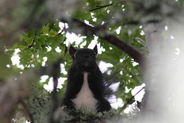 Sciurus vulgaris -  Pollino