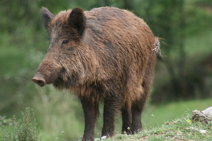 Cinghiale - Andalusia