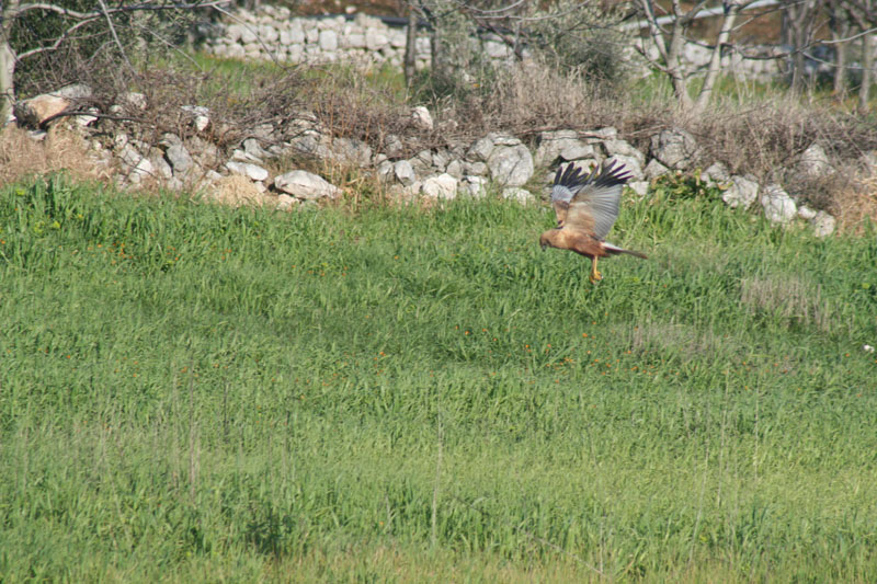 Seguenza falco di palude