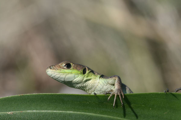 Ramarri