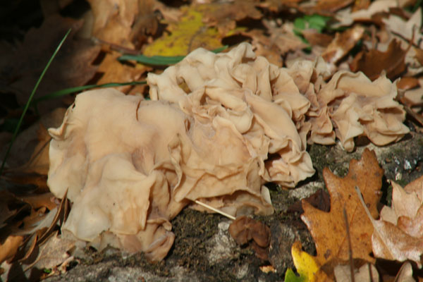 Aiutino
