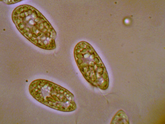 (4) Prime immagini al microscopio: batteri-protozoi-diatomee