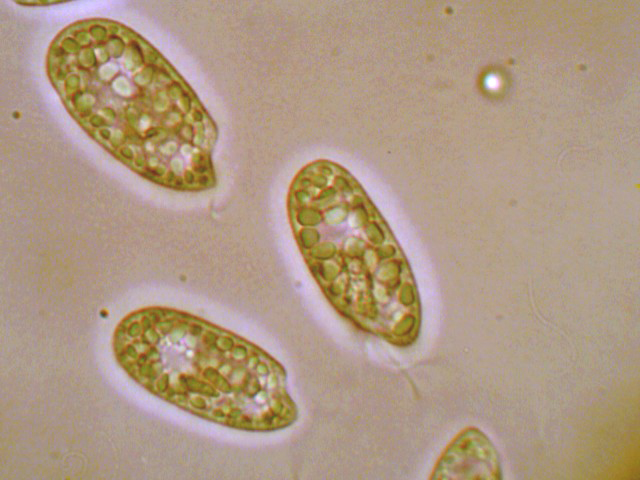 (4) Prime immagini al microscopio: batteri-protozoi-diatomee