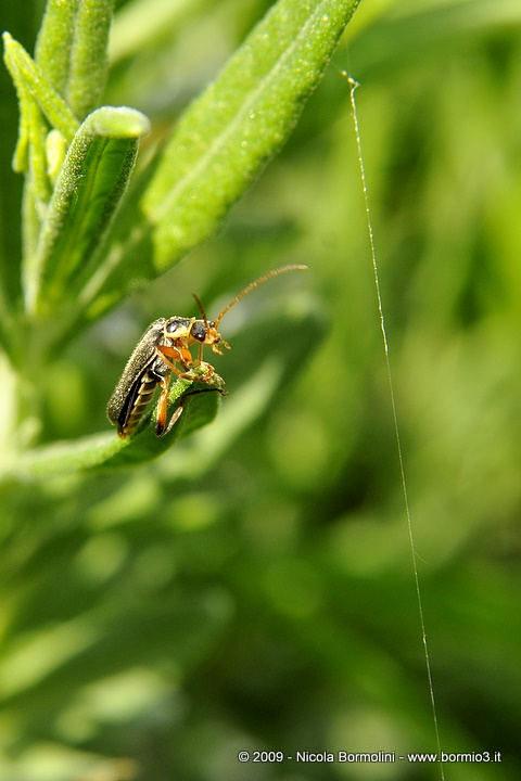 Cantharis nigricans
