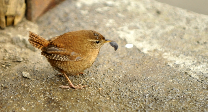 Identificazione grazie