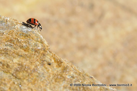 Coccinella trifasciata