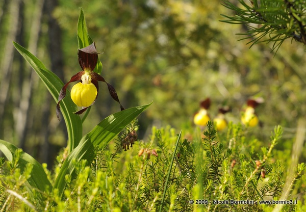 Cypripedium calceolus L.