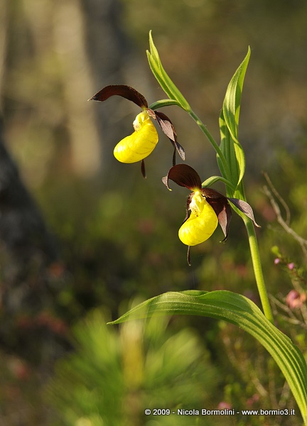 Cypripedium calceolus L.