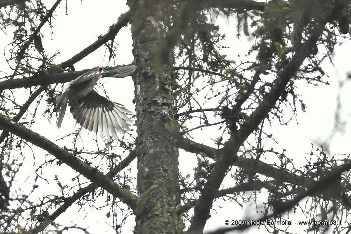 Fotografare la ghiandaia... consigli grazie