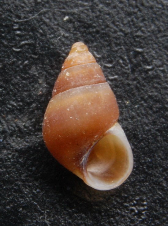 Barleeia unifasciata