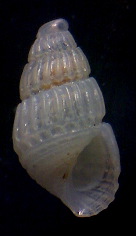 Chrysallida brusinai ? pellucida ?