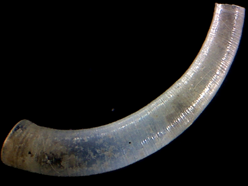 Caecidae ??