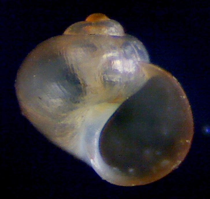 Es  Paludinella littorina ?