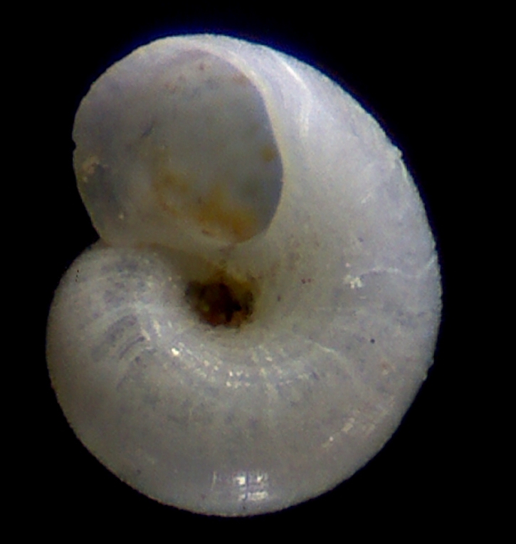 Dikoleps umbilicostriata