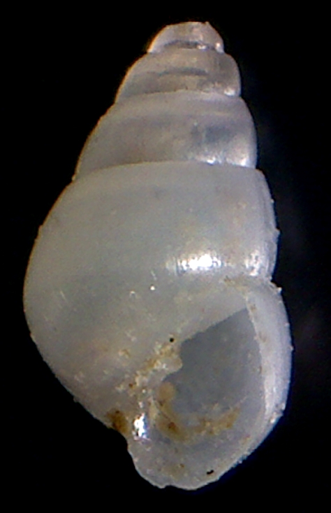 Odostomia lukisii