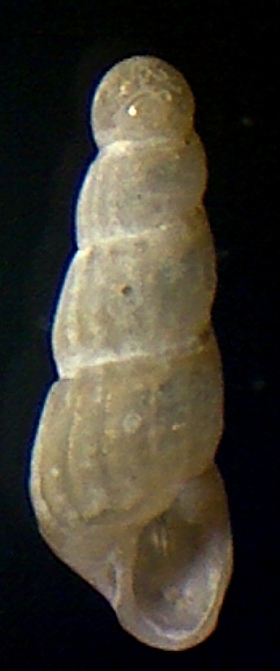 juvenil Turbonilla sp??