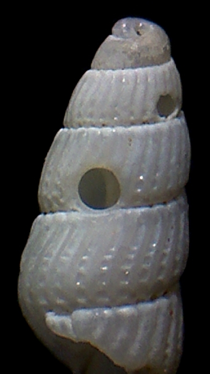 Chrysallida juliae ??