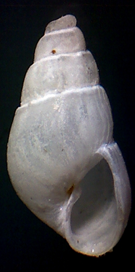 Odostomia ?