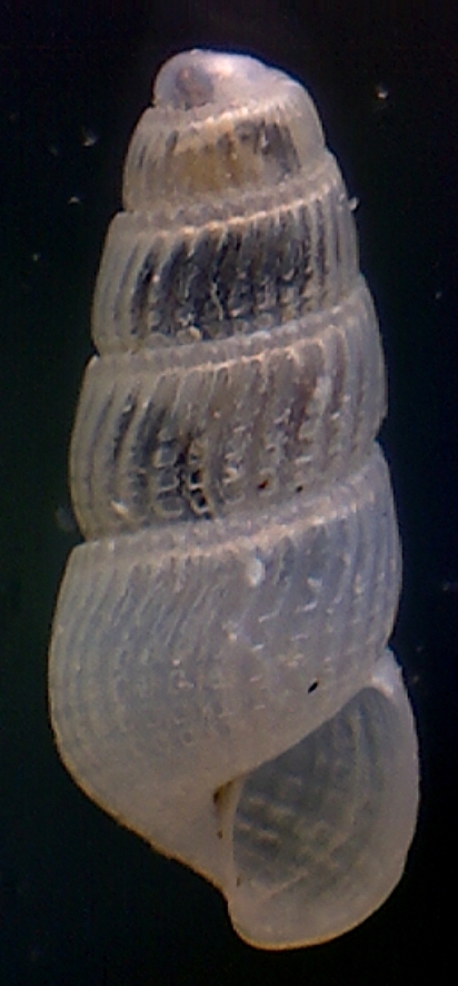 Chrysallida juliae