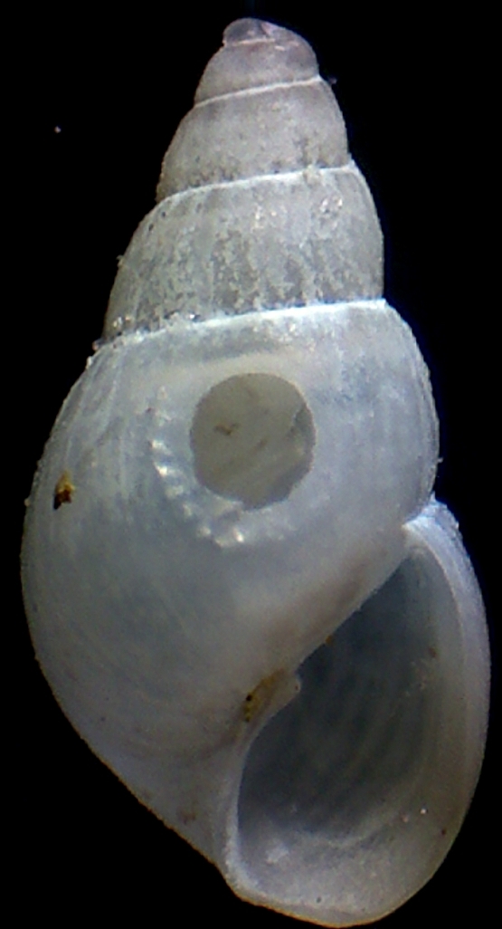 Odostomia ?