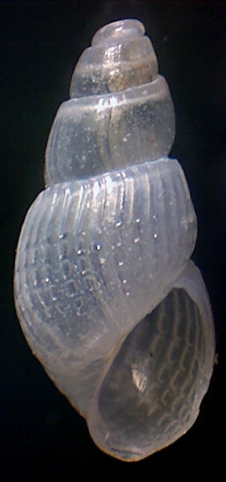 Odostomia ?