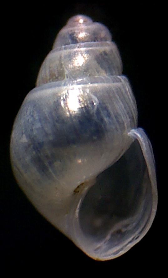 Odostomia scalaris