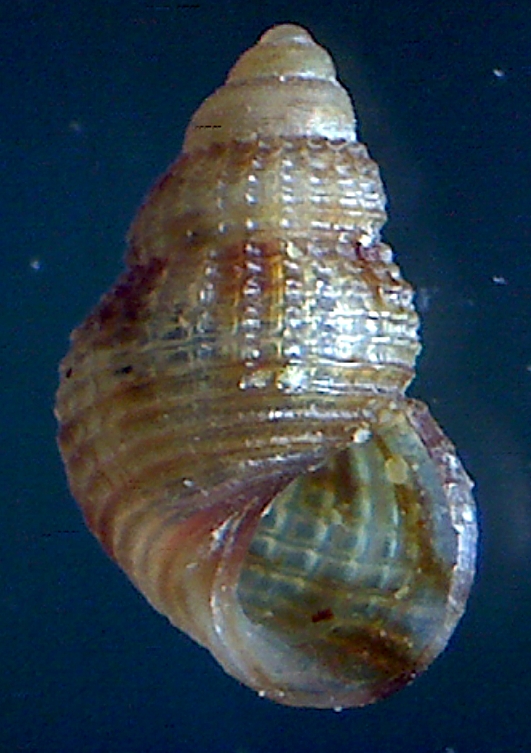 Alvania vermaasi ? ...parvula? ??