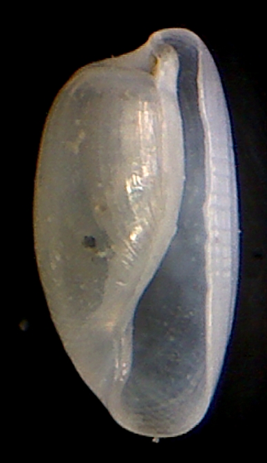 Cylichnina...crebrisculpta??