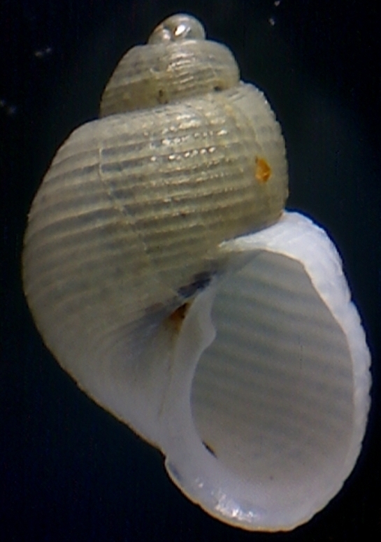 Noemiamea dolioliformis