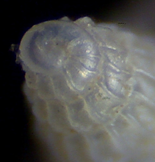 Chrysallida emaciata o suturalis?