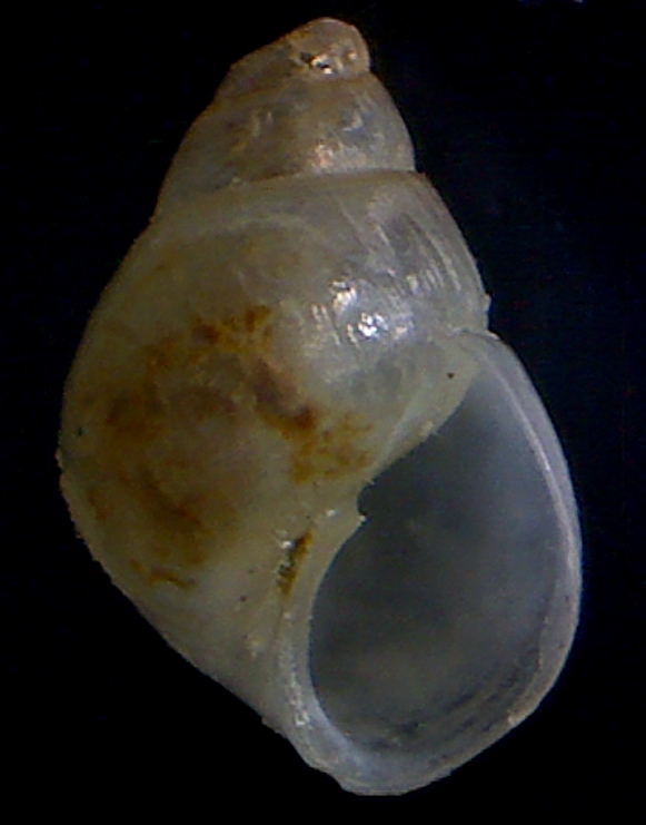Odostomia carrozai ?