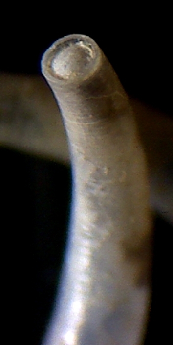 Caecidae ??