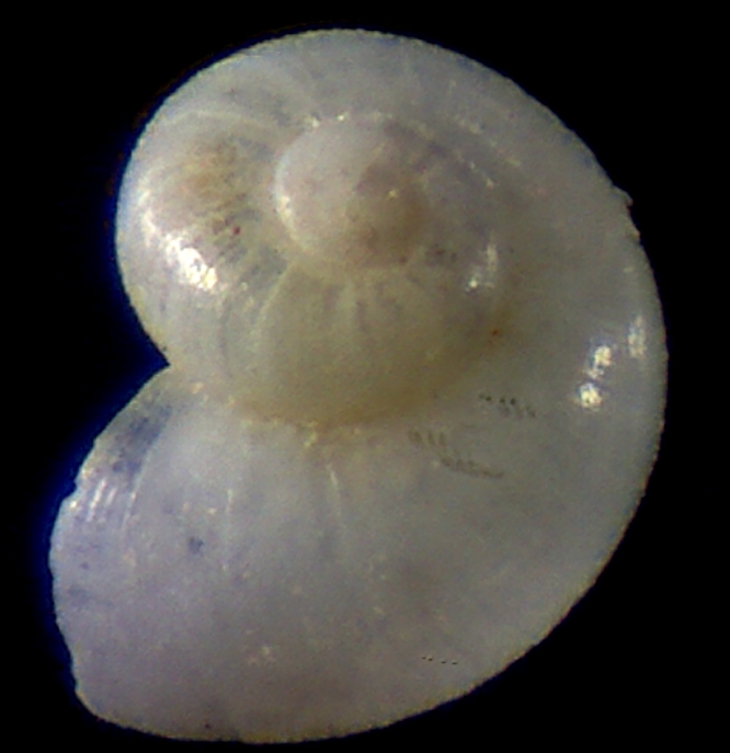 Dikoleps umbilicostriata