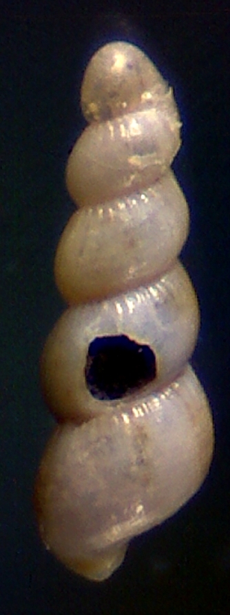 Ebala nitidissima